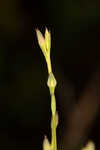 Florida yellow flax